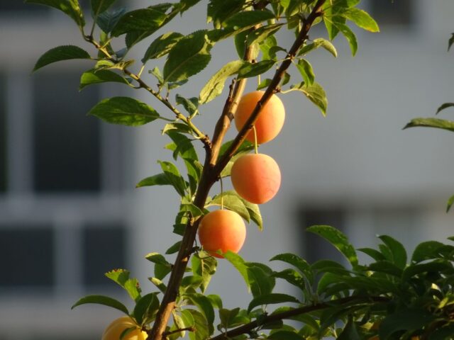 Les Bienfaits de la Glycine pour la Santé